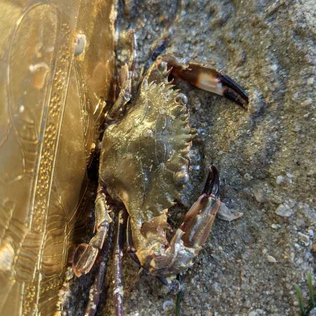 flower_crab