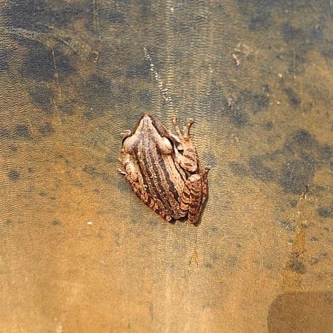 frog