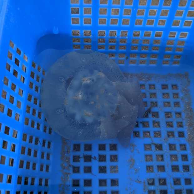 jellyfish