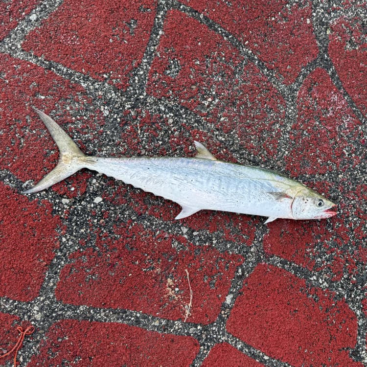 spanish-mackerel
