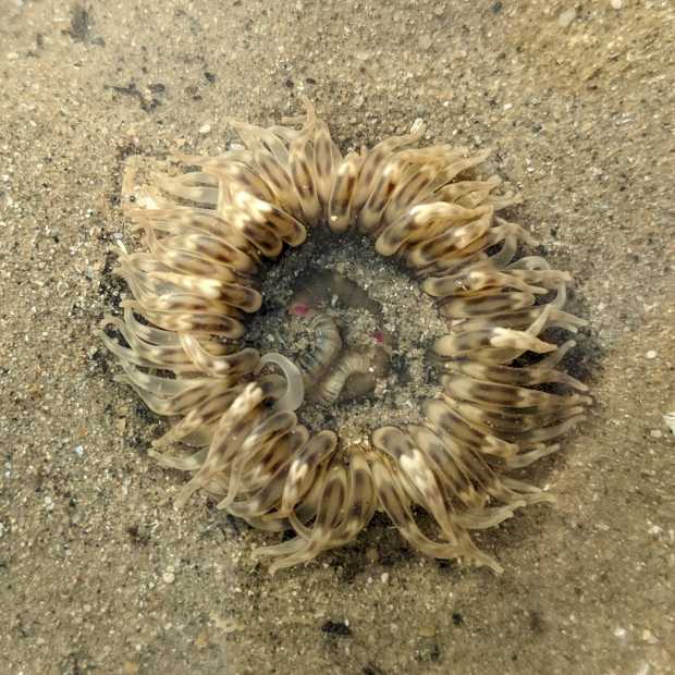 tiger_anemone