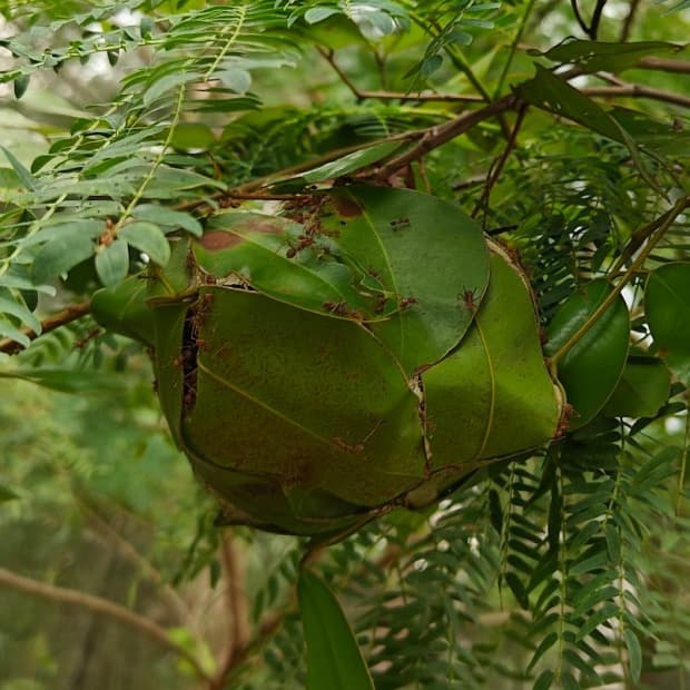 weaver_ants